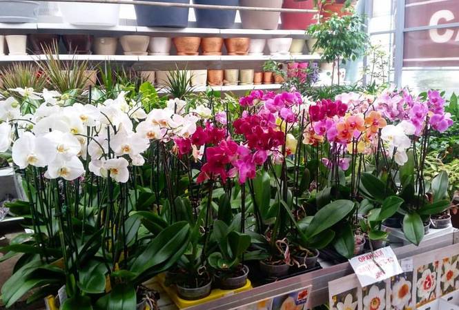 Купить орхидею в ставрополе. Садовод орхидей. Орхидеи цветы Садовод. Центр Орхидея. Планета лета орхидеи.